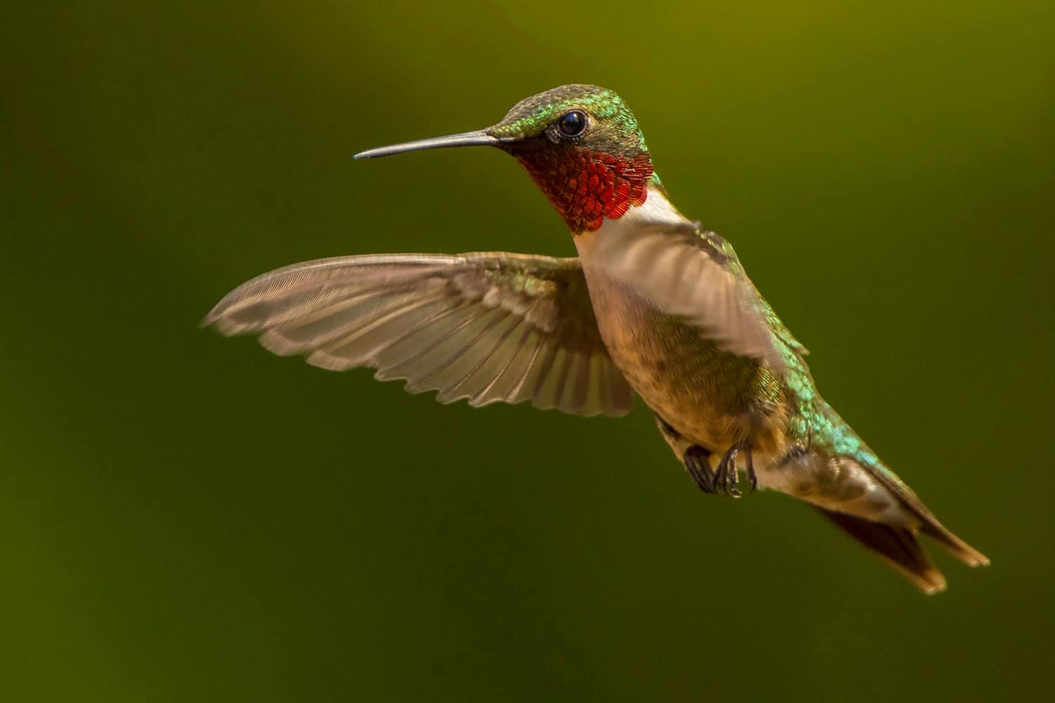Le colibri à gorge rubis 