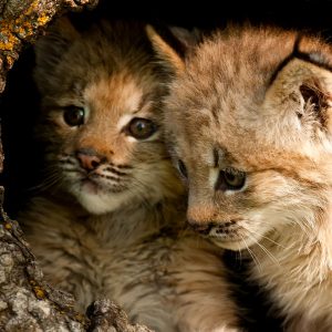 Lynx du Canada  Gouvernement du Québec