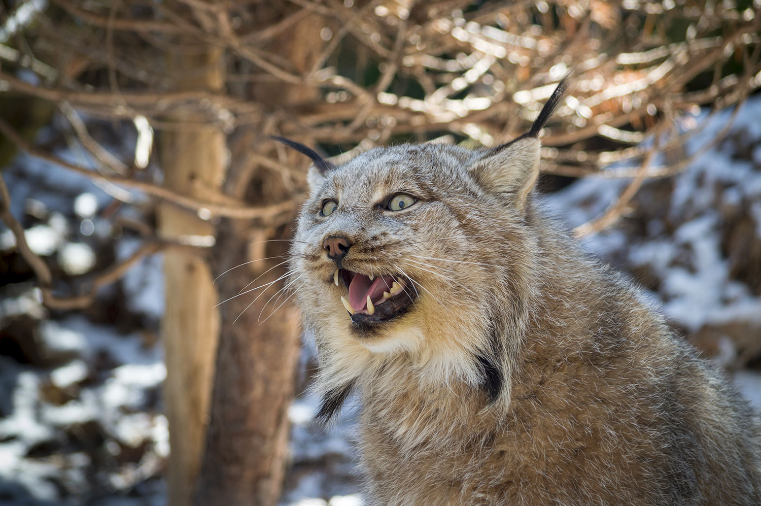 Lynx du Canada  Gouvernement du Québec