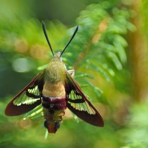 Sphinx Colibri Biogenus