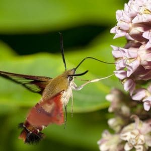 Insecte ressemblant au colibri