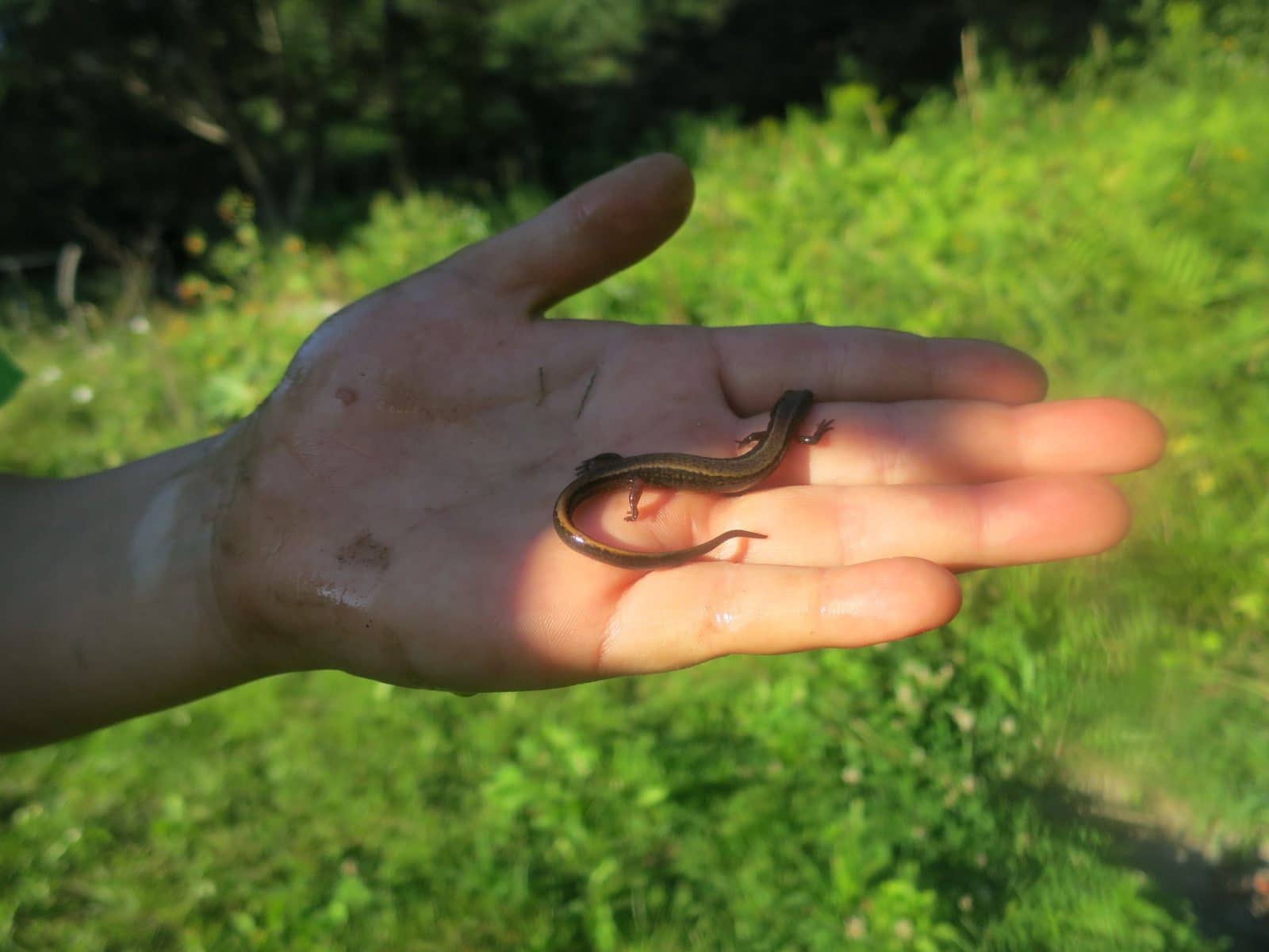<strong>Belle trouvaille ! Une salamandre à deux lignes par Alice, 8 ans</strong> <br>Crédit photo : Émilie Simard