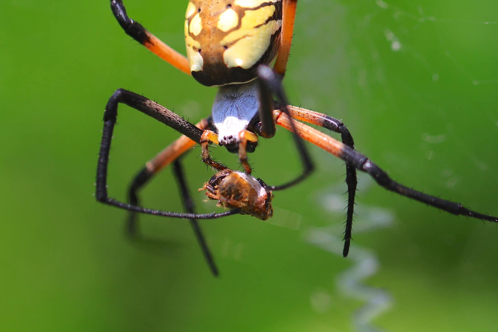 L'argiope Argiope Anasuja Est Perchée Sur Sa Toile Cette Araignée Est  Souvent Trouvée Dans Les Arbres Image stock - Image du trouvé, araignée:  250053265