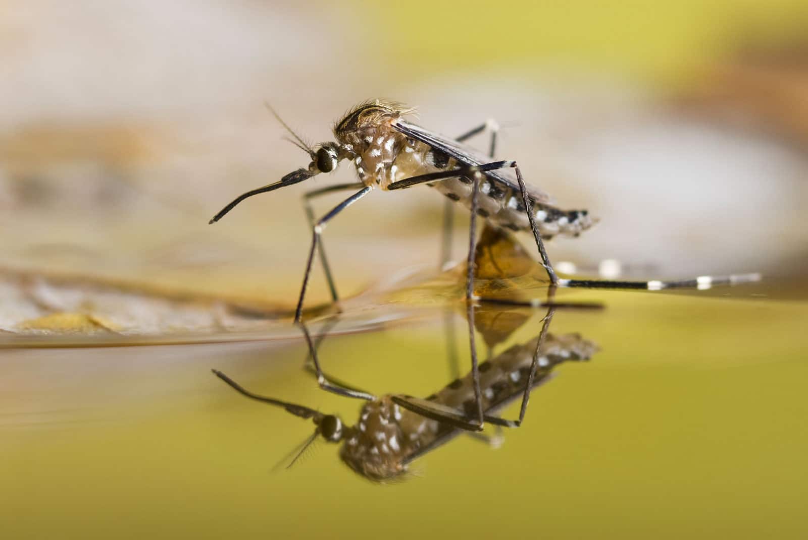 biogenus-animaux-invert-br-s-fiche-du-moustique-commun