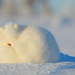 Biogenus Animaux Vertébrés Fiche Du Renard Arctique