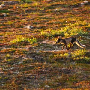 toundra arctique renard arctique