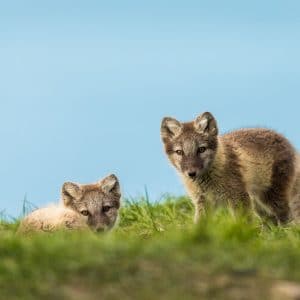 Biogenus Animaux Vertébrés Fiche Du Renard Arctique