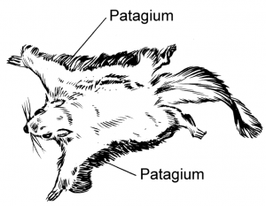 Patagium du polatouche