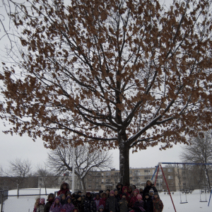 <strong>Projet Les chevaliers de l'environnement</strong> <br>Crédit photo : École St-Jean-de-la-Lande. Visite de notre arbre en hiver.